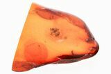 Detailed Fossil Spider (Araneae) In Baltic Amber #381224-1